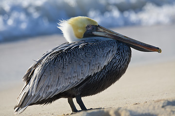 Image showing Pelican is walking on a shore