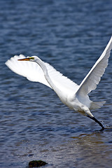 Image showing Grace white crane
