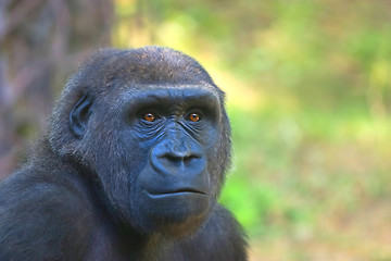 Image showing Gorilla 