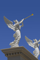 Image showing Angel trumpeter 