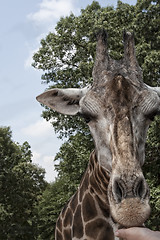 Image showing Giraffe is eating from human hand