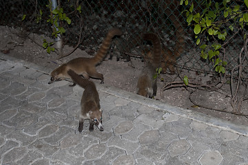 Image showing Cozumel raccoons seaking for food