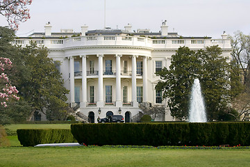 Image showing Magnolia blossom tree in front of White House