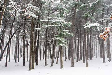 Image showing Winter forest