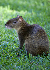 Image showing Mexican Agouti