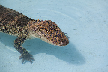 Image showing North American Aligator