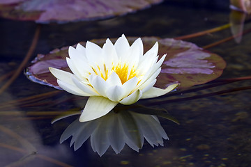 Image showing White water lily