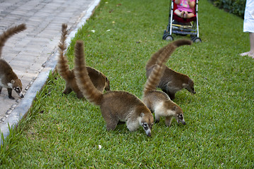 Image showing Cozumel raccoons seaking for food