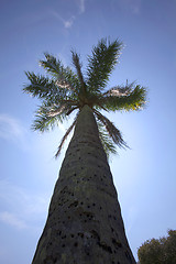 Image showing palm tree 