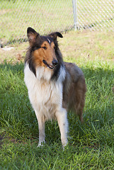 Image showing 
Rough collie - Scottish shepherd