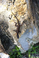 Image showing Lizard