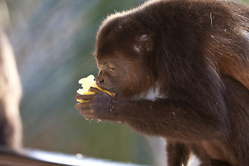 Image showing Monkey is eating an apple 