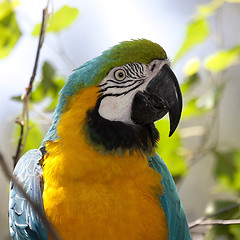 Image showing  Blue-and-yellow Macaw - Ara ararauna