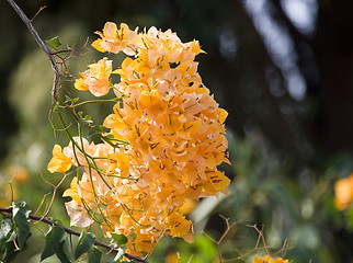 Image showing Flowers of Israel