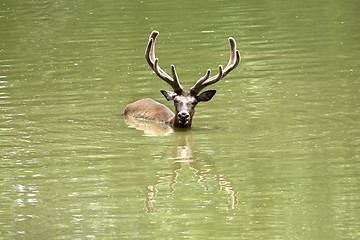 Image showing Swiming stag