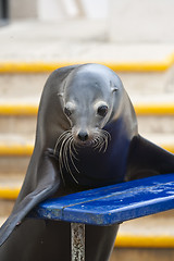 Image showing Seal is ready for photo 