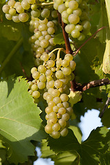 Image showing Ripe white bunches of wine grapes ready for harvest. 