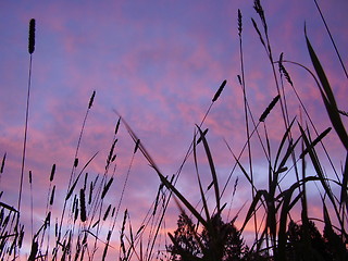 Image showing Sunset and straws