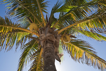 Image showing Coconuts on a palm-tree