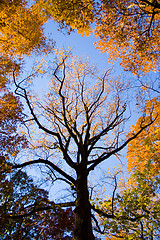 Image showing Autumn park