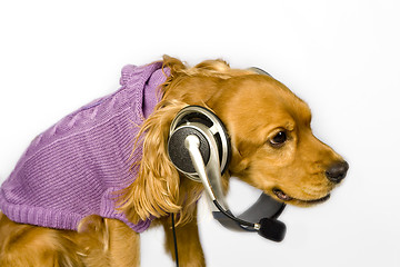 Image showing Cocker  spaniel wiht headphone