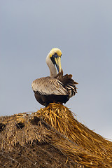 Image showing Pelican sitting on strow roof