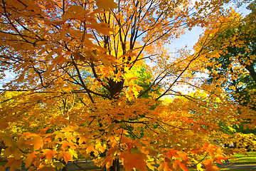 Image showing Autumn park