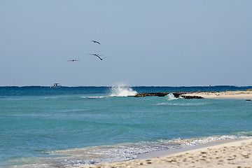 Image showing Pelicans are flying over  Caribbean sea 