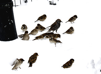 Image showing Sparrows