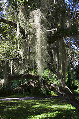 Image showing Mysterious Spanish Moss