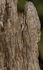 Image showing Natural distressed bark of tree trunk