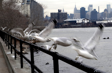 Image showing Seagulls on a porch