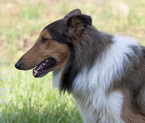 Image showing 
Rough collie - Scottish shepherd