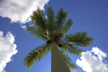 Image showing palm tree 