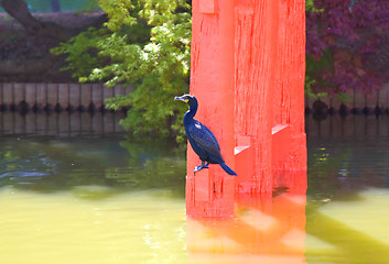 Image showing Bird on red