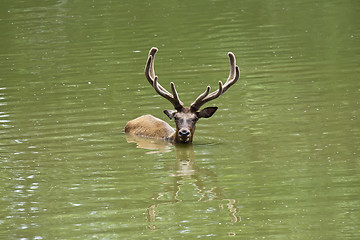 Image showing Swiming stag