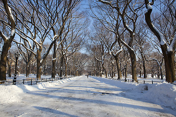 Image showing Central Park, New York. Beautiful park in beautiful city. 