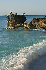 Image showing Caribbean sea. Pelicans sitting on a rock 