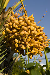 Image showing  Dates palmtree