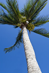 Image showing Coconurt brunches on palm-tree