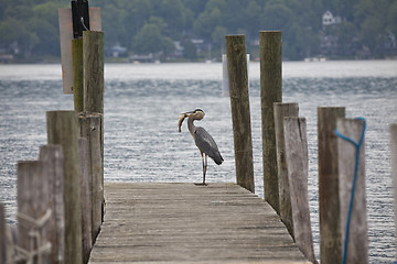 Image showing Great Blue Heron- successful fishing