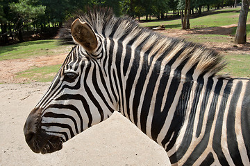 Image showing Portrait of Zebra