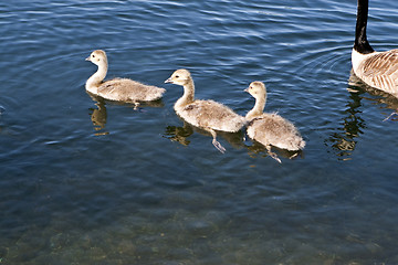 Image showing Canadian Geese offspring