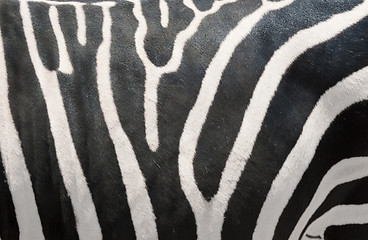 Image showing Zebras Stripes