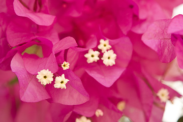 Image showing Beautiful flowers of Israel