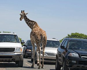 Image showing Check point. Gireffe is on a road