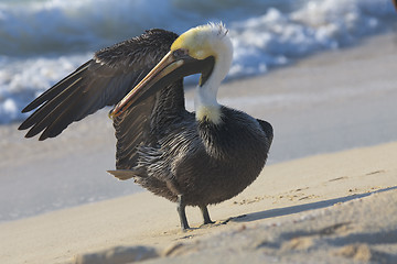 Image showing Pelican is walking on a shore