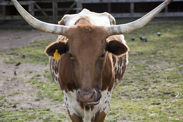 Image showing Cow