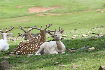 Image showing Resting Sika deer family