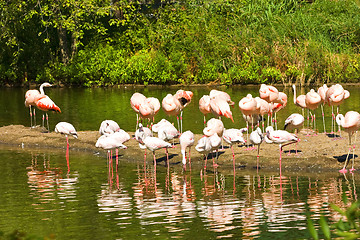 Image showing Flamingos at Lake 